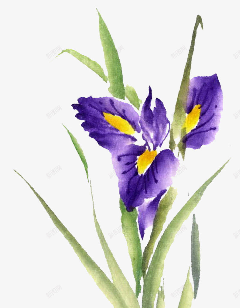紫色迷失香png免抠素材_新图网 https://ixintu.com 手绘 植物 紫色花 花卉 花朵 迷失香