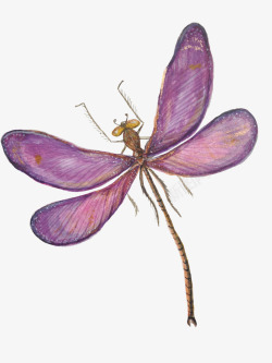 好看的翅膀深紫色小蜻蜓标本高清图片