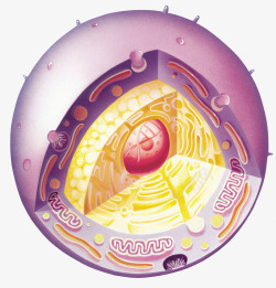 体细胞紫色球体细胞立体插画高清图片