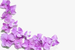 紫色花瓣素材