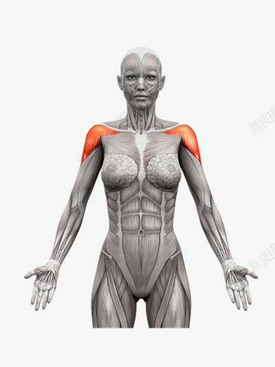 人体解剖png免抠素材_新图网 https://ixintu.com 人体3D 人体解剖 肌肉分布 运动