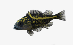 黄色黑色斑点鱼海底动物鱼黄色斑点鱼素材