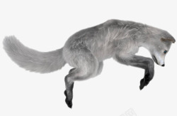 灰色小狐狸狐狸高清图片
