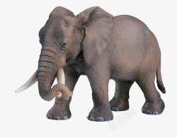 长鼻大象笨重的象牙长鼻高清图片