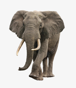 巨象大象高清图片