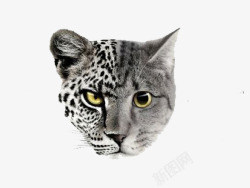 豹子斑纹灰色的豹子高清图片