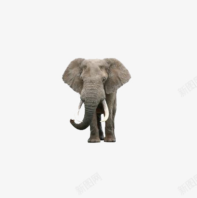 大象png免抠素材_新图网 https://ixintu.com 动物 国家保护动物 大象 非洲象