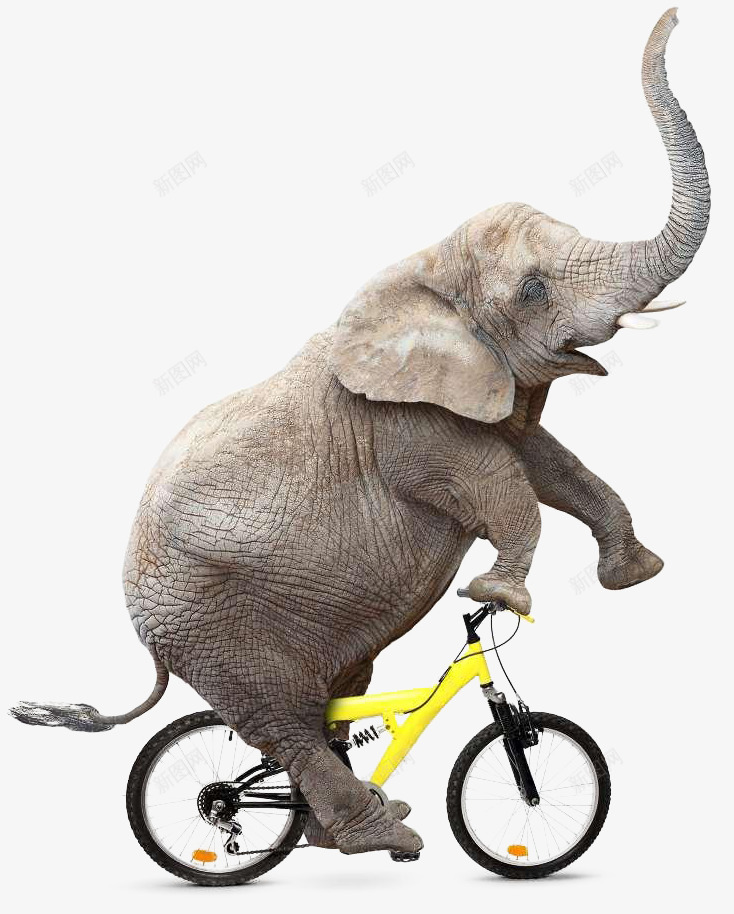 大象骑车png免抠素材_新图网 https://ixintu.com 动物 大象 自行车 黄色