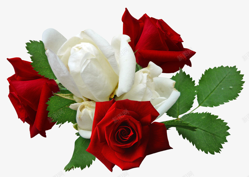 红色玫瑰花和白色玫瑰花png免抠素材_新图网 https://ixintu.com 白玫瑰 红玫瑰 绿叶 花朵