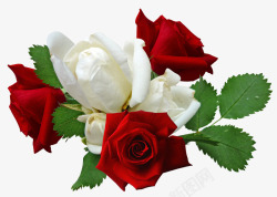 红色玫瑰花和白色玫瑰花素材