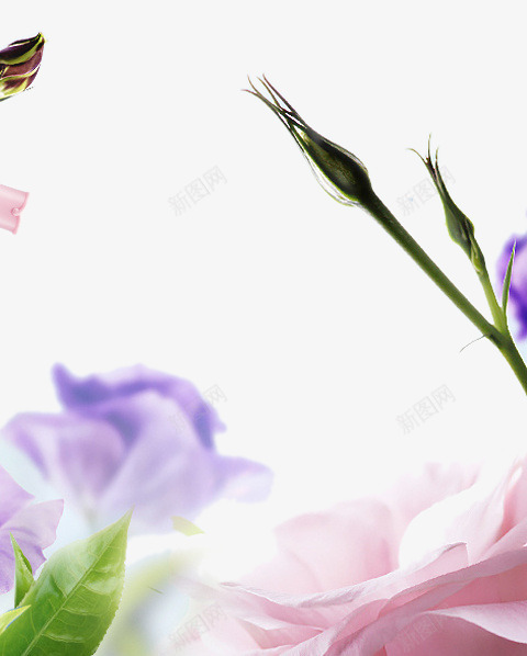 植物背景装饰png免抠素材_新图网 https://ixintu.com 化妆品元素 女装 植物 紫色 背景装饰 鲜花