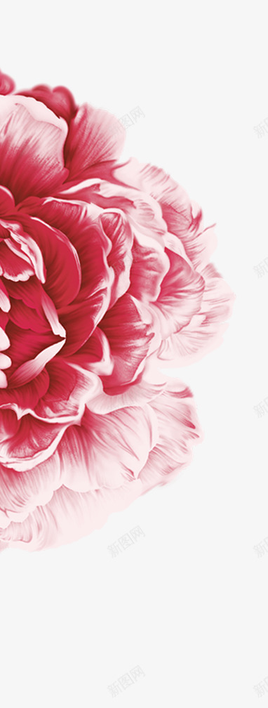 粉色的花朵局部特写png免抠素材_新图网 https://ixintu.com 局部 特写 粉色 花朵