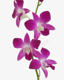 紫色石斛花鲜花花瓣石斛花高清图片