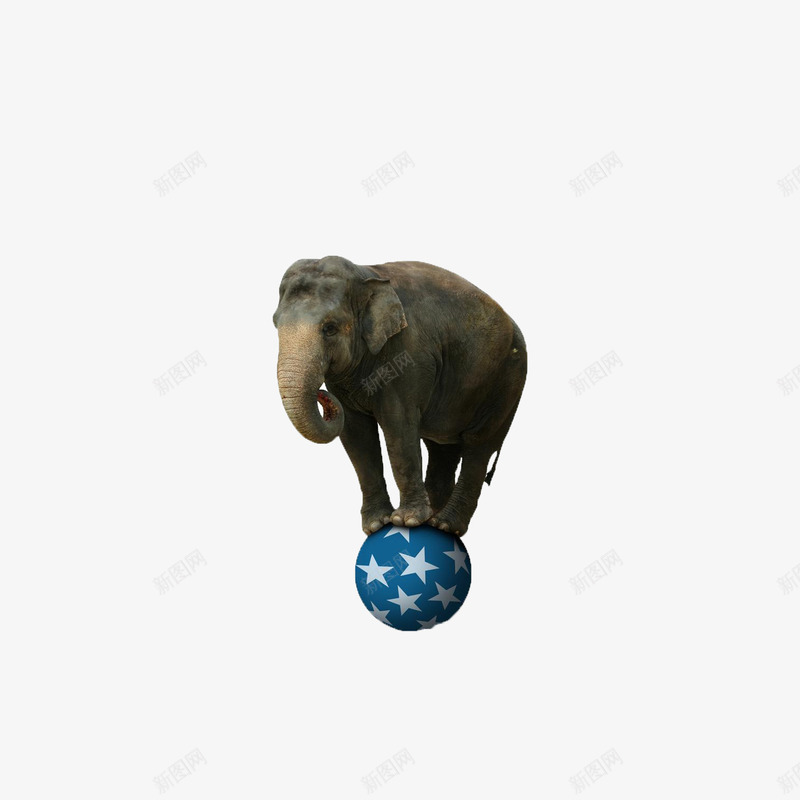 站在球上的大象png免抠素材_新图网 https://ixintu.com 大象 杂技表演 球 马戏
