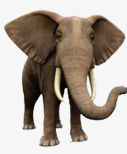 前视的大象高大大象高清图片