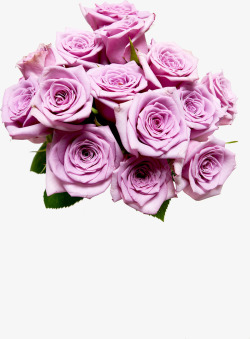 紫色浪漫玫瑰花朵植物素材