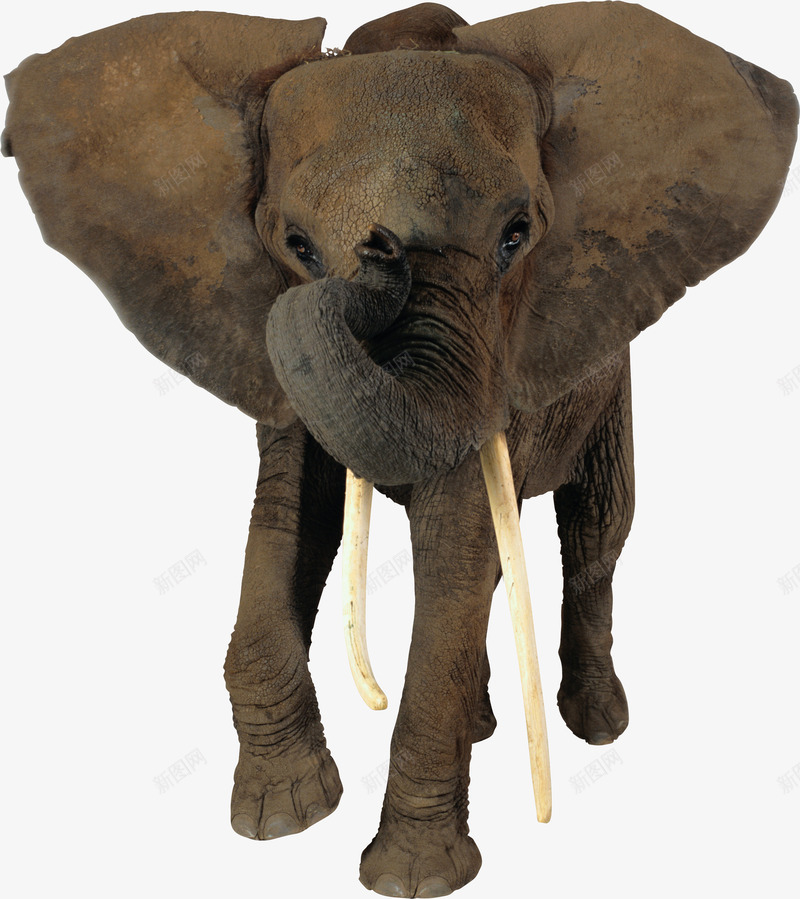 卷鼻子的淘气大象png免抠素材_新图网 https://ixintu.com 动物 卷鼻子的大象 大象 淘气风格 灰色