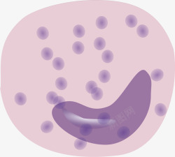 微生物结构水彩紫色细胞矢量图高清图片