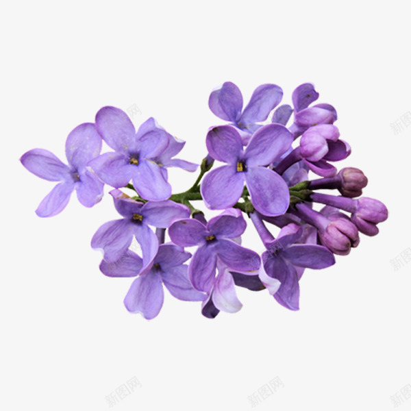 紫蓝色的花png免抠素材_新图网 https://ixintu.com 紫色 花 蓝色