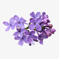 紫蓝色的花素材