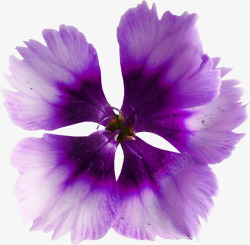 紫色漂亮藏红花素材