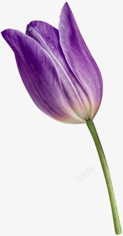 紫郁金香花卉素材