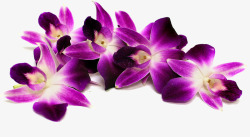 紫色石斛花素材