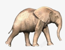 行走中的大象透明素材