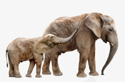 小象和妈妈大象高清图片