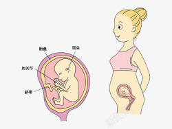 胎儿脑部发育胎儿和孕妈妈发育卡通图高清图片