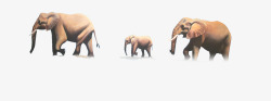 三只小象大象高清图片