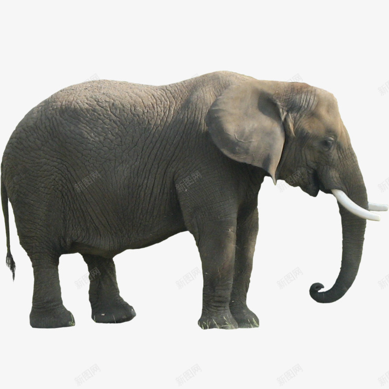 慈祥的非洲象妈妈png免抠素材_新图网 https://ixintu.com 动物 慈祥风格 非洲象 非洲象妈妈