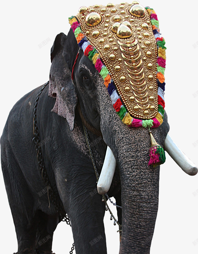 大象png免抠素材_新图网 https://ixintu.com 印度大象 印度风情 大象 大象装饰画