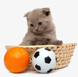 橘子动物猫玩耍的图案高清图片