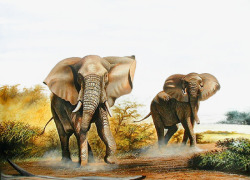 非洲大象素材