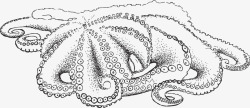 章鱼触手素描灰色章鱼高清图片