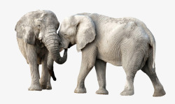 灰色皮肤恩爱的大象夫妇高清图片
