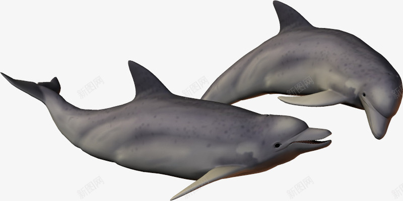 3d动物鱼海豚png免抠素材_新图网 https://ixintu.com 3d卡通鱼 动物 卡通鱼 海底世界 海洋素材 海豚 蓝色