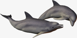 3d动物鱼海豚素材