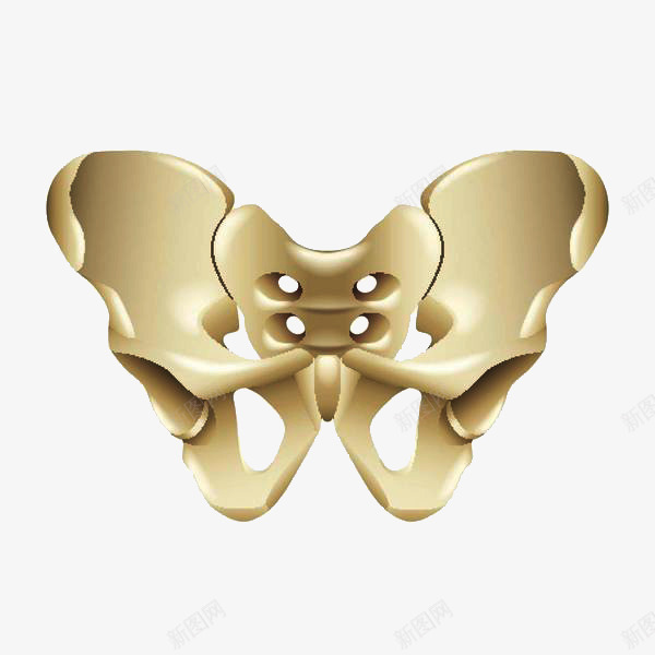 3D骨盆模型png免抠素材_新图网 https://ixintu.com 3D骨盆模型 关节 医学 尾骨 骨 骨头 骨盆 髋骨