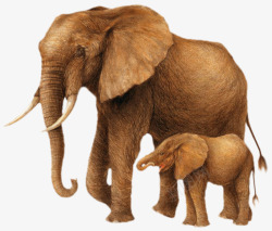 小象和妈妈手绘大小象高清图片