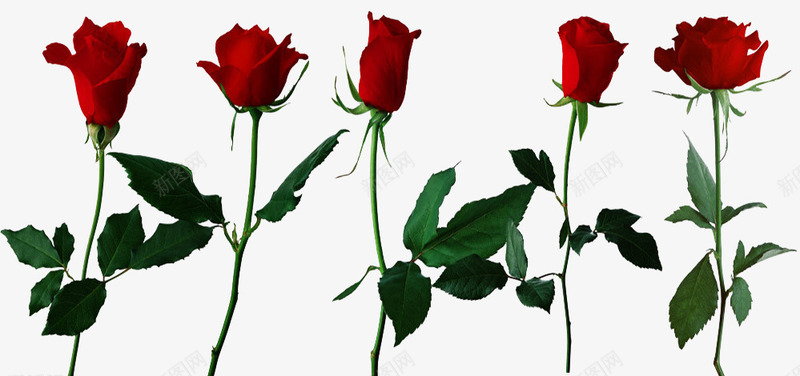 红色玫瑰花png免抠素材_新图网 https://ixintu.com 七彩玫瑰 植物 玫瑰 礼物 红色 绿叶 花卉 花朵 花束 鲜花