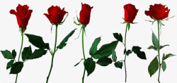 七彩花朵红色玫瑰花高清图片