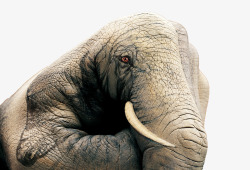 艺术大象艺术大象高清图片