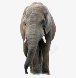 成年大象大象高清图片