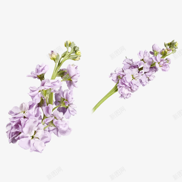 紫色藤萝花png免抠素材_新图网 https://ixintu.com 紫色 紫藤萝 花朵 鲜花