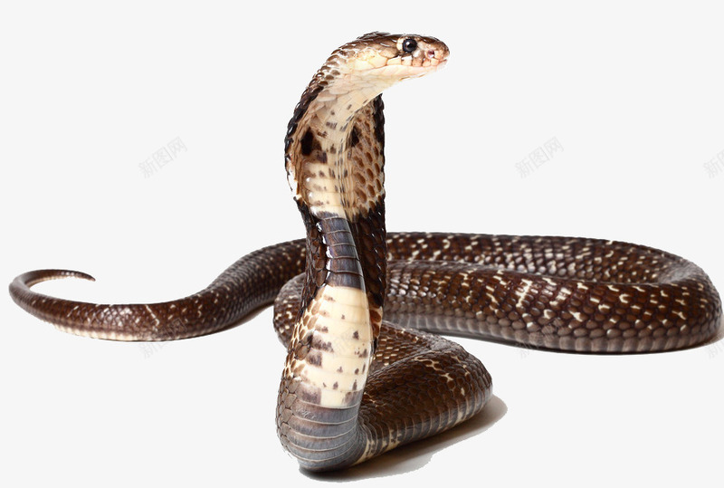 印度蟒蛇png免抠素材_新图网 https://ixintu.com 冷血动物 有毒 灰色 白花纹