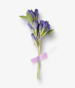 秋季紫色花束植物花朵素材