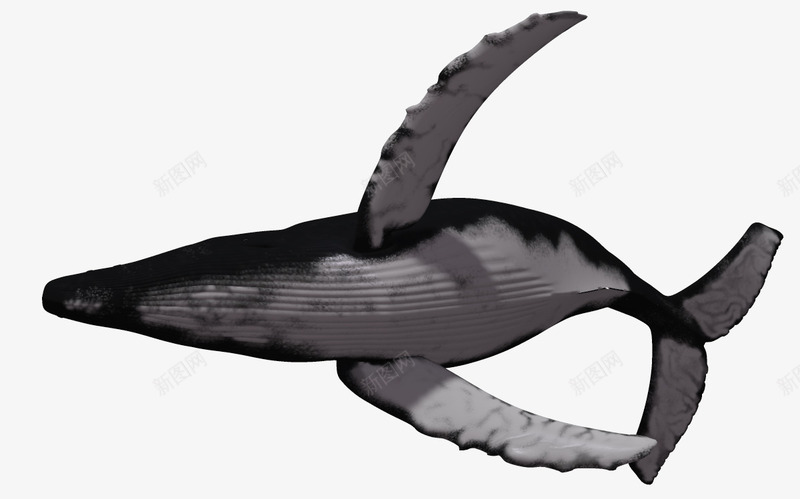 海洋动物海底生物png免抠素材_新图网 https://ixintu.com 3d卡通鱼 动物 海底生物 生物 自然 蓝色海洋