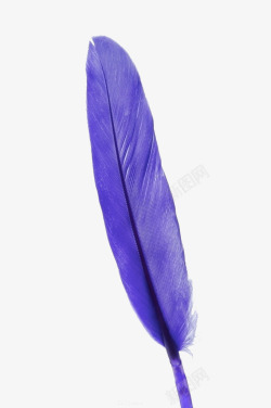 彩绘壁纸紫色羽毛高清图片